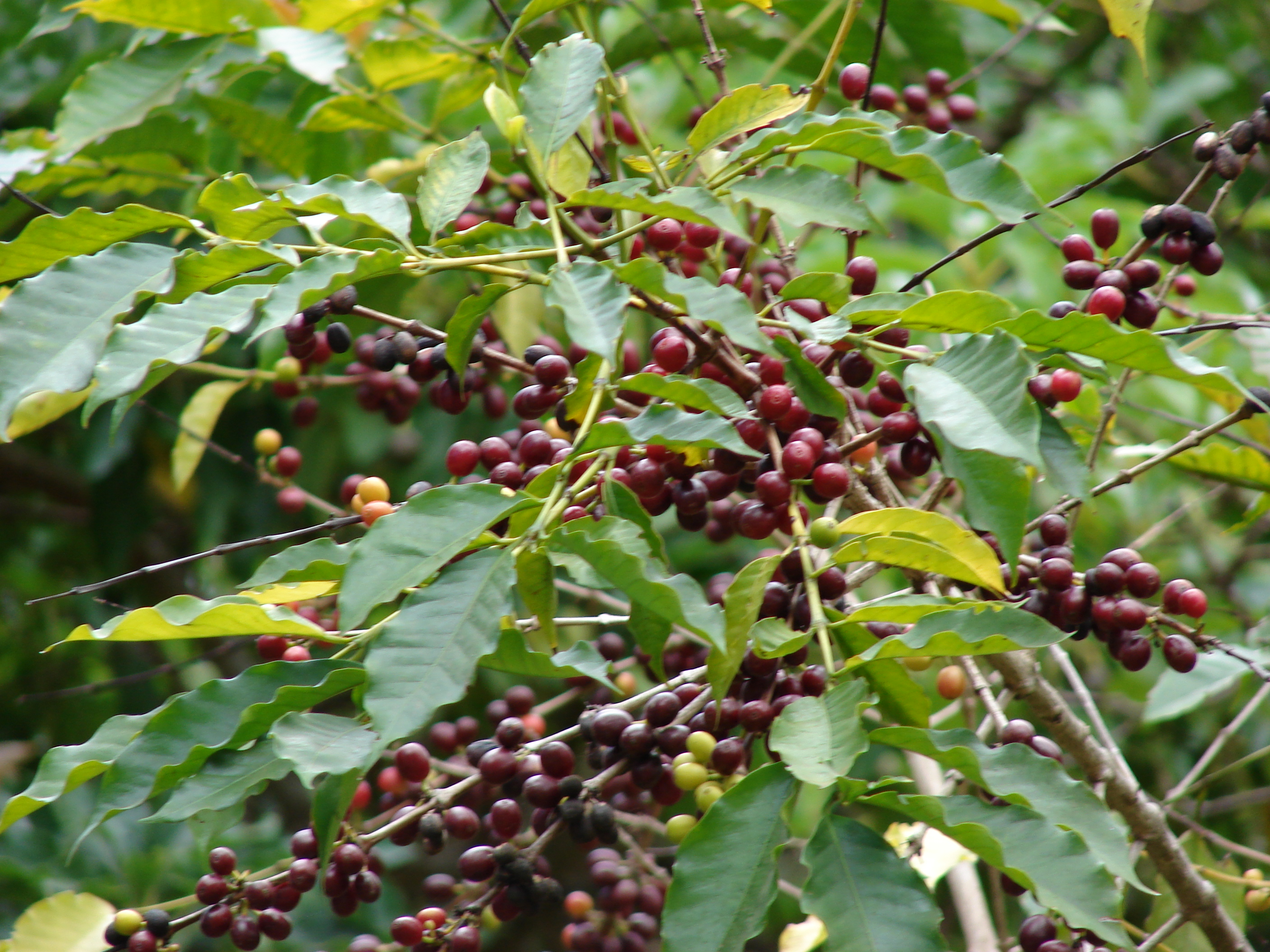 Дерево кофе в природе - 53 фото