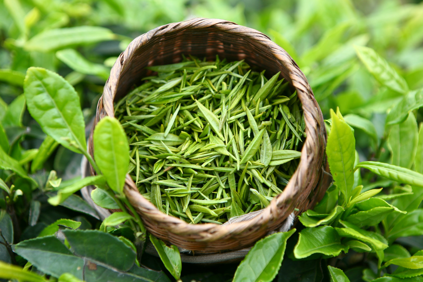 Image result for зеленый чай